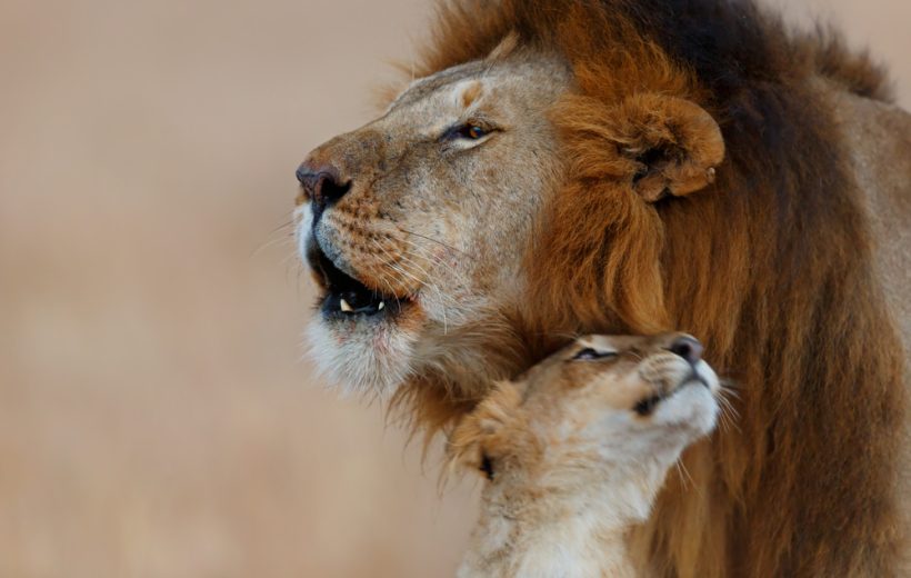 6-Days Luxury Lodge Masai Mara Safari.