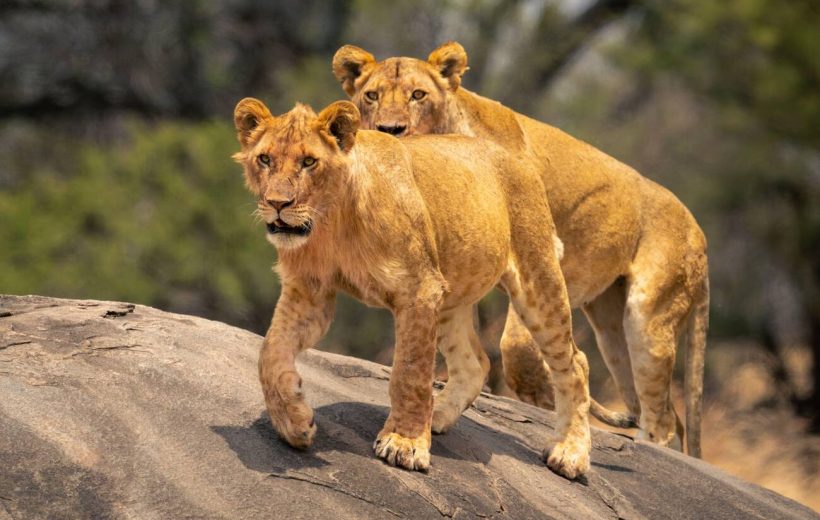 16-Days Mid Range & Luxury Tanzania Safari & Zanzibar Excurtion